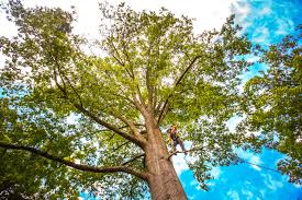 Best Fruit Tree Pruning  in Sealy, TX