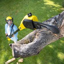 Best Tree Maintenance Programs  in Sealy, TX