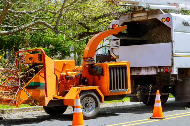 Why Choose Our Tree Removal Services in Sealy, TX?