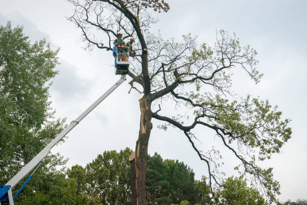  Sealy, TX Tree Services Pros